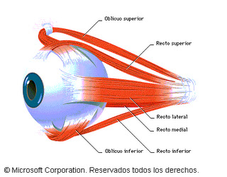 Alongamento dos olhos