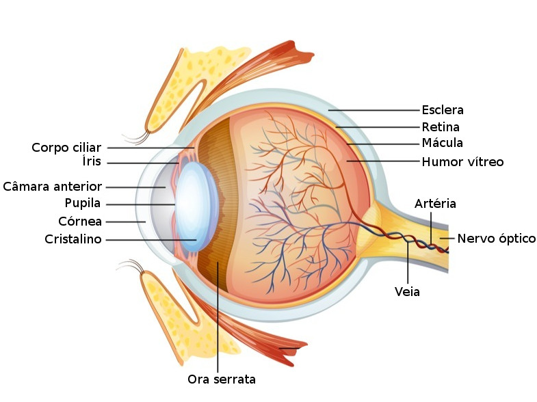 A função da lente do olho.