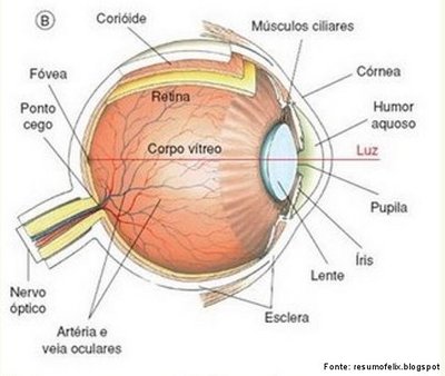 Como funciona seu olho e a pressão ocular